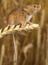 Close-up of rabbit on plant