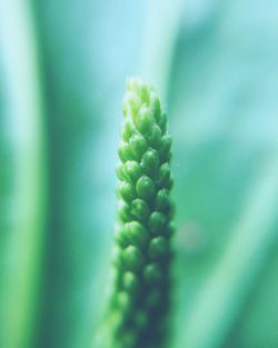 Close-up of green leaf