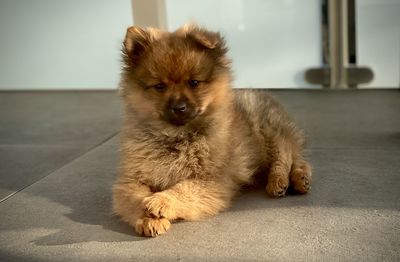 Portrait of dog sitting on floor
