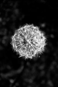 Close-up of dandelion flower