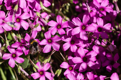 Close-up of bee pollinating flower