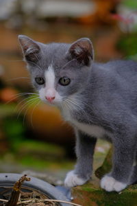 Close-up portrait of a cat