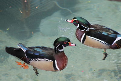 Close-up of bird in lake