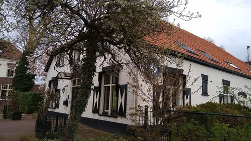 Low angle view of tree and building against sky