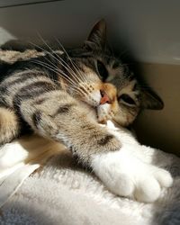 Close-up of cat stretched out on bed