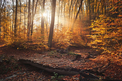 Sunlight streaming through trees in forest during autumn