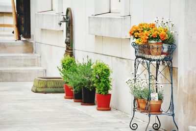 Potted plants against wall