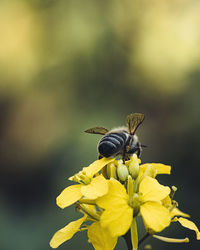 Close-up of butterfly pollinating on yellow flower