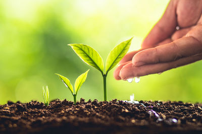 Cropped image of person watering seedling 