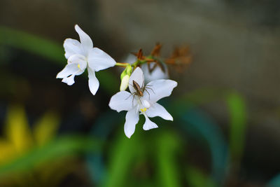 Close-up of white flowering plant