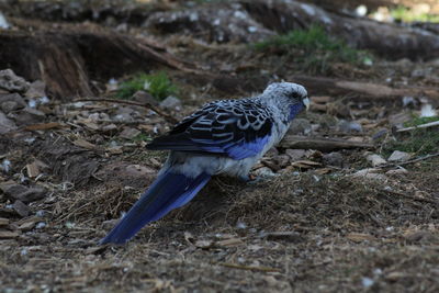 Close-up of a bird