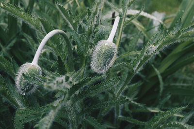 Close-up of plant