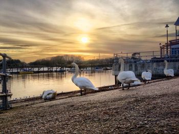 View of birds in sky at sunset