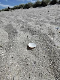 Close-up of shells on sand