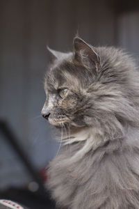 Grey cat sitting on a porch