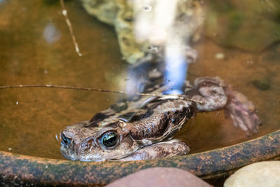 Close-up of frog swimming 