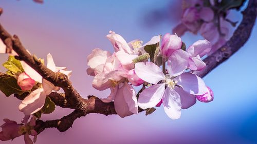 Close-up of pink cherry blossoms against sky