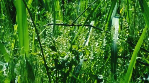 Grass growing on grassy field