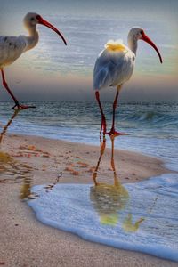Close-up of bird perching on shore