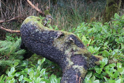 Close-up of a lizard in forest