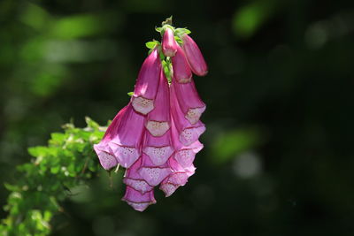 Close-up of pink flowering plant