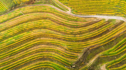 Full frame shot of rice paddy