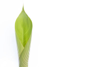 Close-up of plant against white background