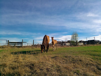 Horses and her child