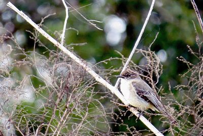 Close-up of a bird on plant in winter