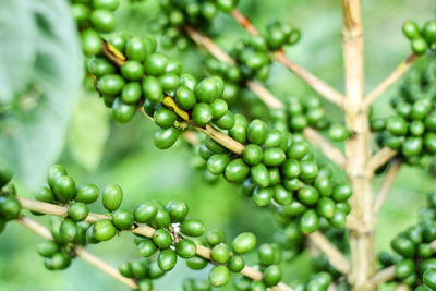 Close-up of berries growing on plant