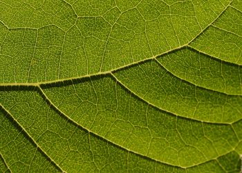 Full frame shot of green leaf