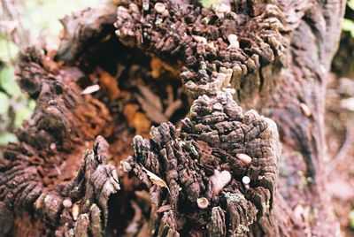 tree trunk