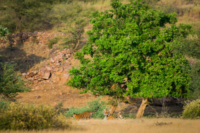 View of a tree on landscape