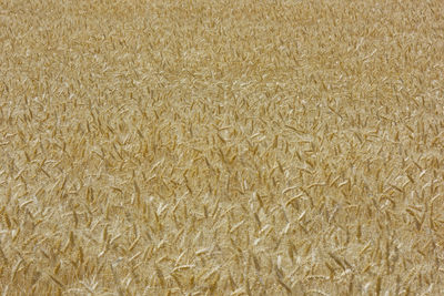 Full frame shot of wheat field