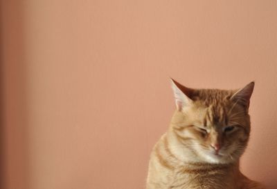 Close-up of a cat looking away at home