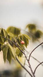 Close-up of flower buds growing outdoors