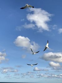 Low angle view of seagulls flying in sky