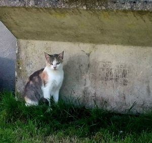 Cat sitting on grass