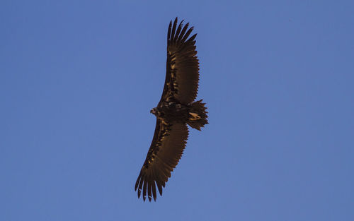 Low angle view of eagle flying against clear blue sky