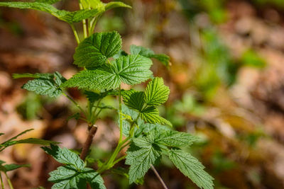 Close-up of fresh green leaves