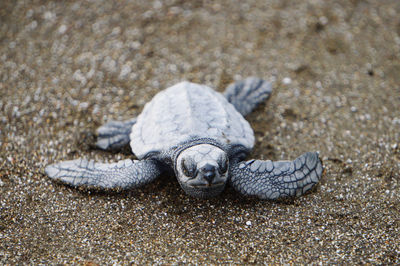 Hatched turtle on the way into the open ocean