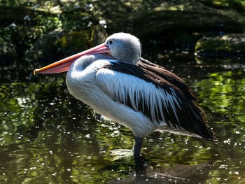 Close-up of bird in lake