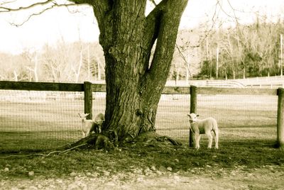 Sheep grazing on field