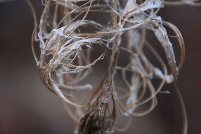 Close-up of dried outdoors