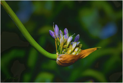 Close-up of plant