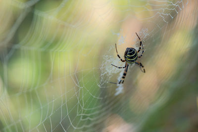 Wasp spider sitting in its spider web