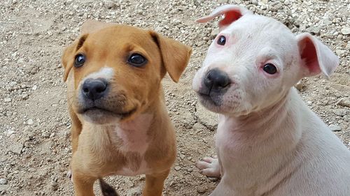 Close-up portrait of dogs