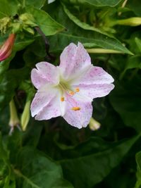 Close-up of purple flowering plant