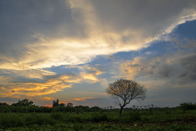 The tree at dawn