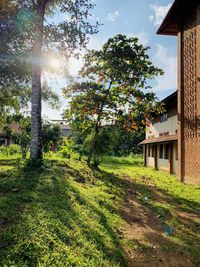 Trees and houses on field against sky